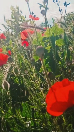 Video post from oljaidevetpaunica.