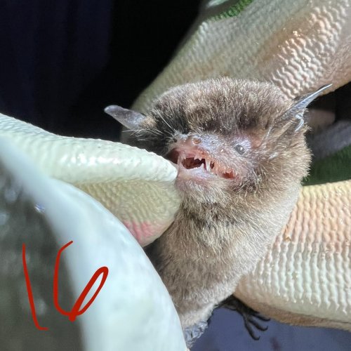 Photo post from hschul_wildlife.