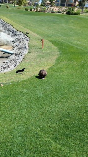Video post from desertkingsfalconry.