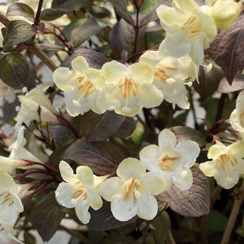 Photo post from backyardgardener.