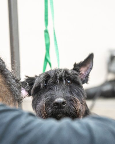 Photo post from medicalpettj.