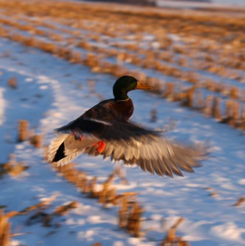 Photo post from northernskiesoutfitters.