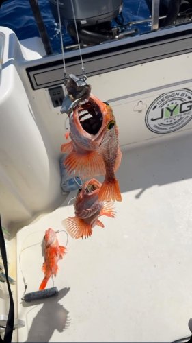 Video post from ejs_fishing_charters.