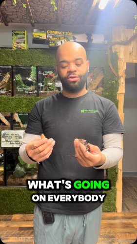 Video post from njexoticpets.