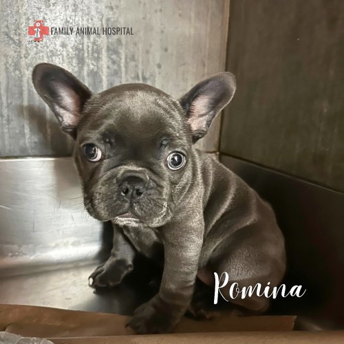 Photo post from familyanimalhospitalcm.