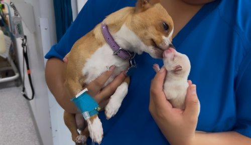 Carousel post from familyanimalhospitalcm.