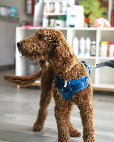 Photo post from medicalpettj.