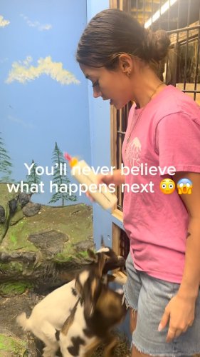 Video post from njexoticpets.