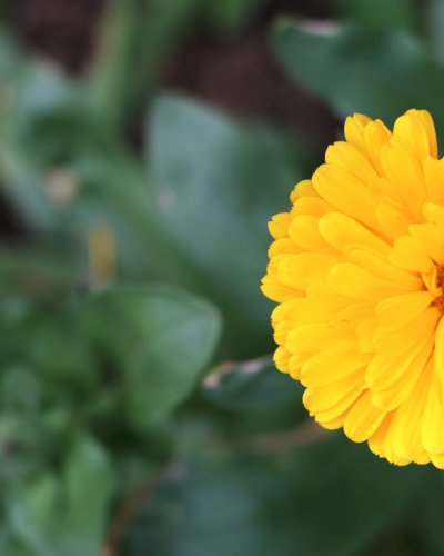 Carousel post from currumbinvalleyharvest.
