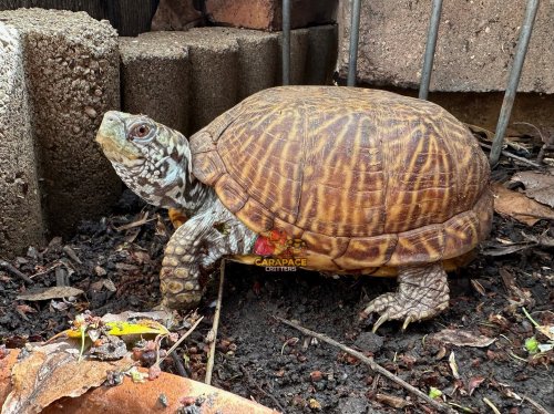 Carousel post from carapacecritters.