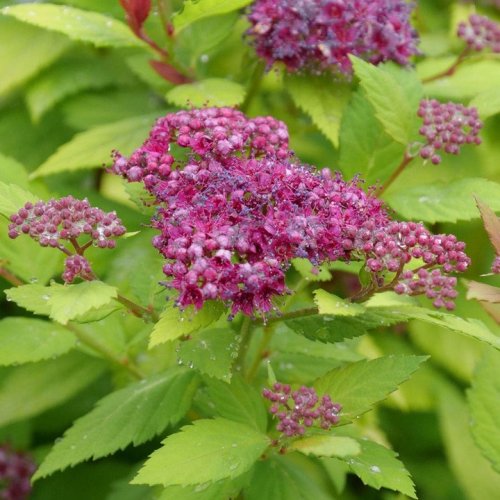 Photo post from backyardgardener.