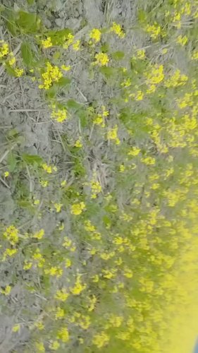 Video post from cuty_hasiroy.