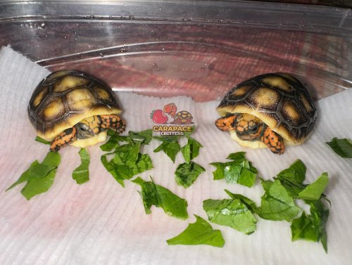 Photo post from carapacecritters.