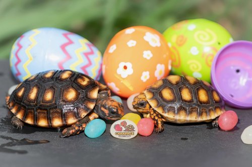 Photo post from carapacecritters.