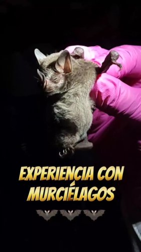 Video post from suculentas.y.cactus_.