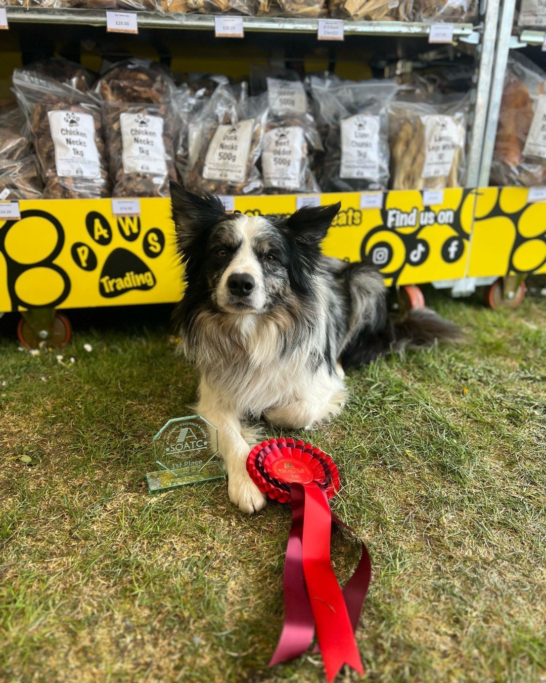 Photo post from pawstrading.