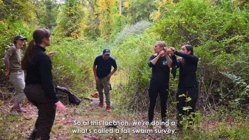 Video post from newjerseyfishandwildlife.