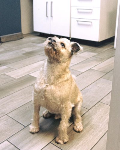 Photo post from medicalpettj.