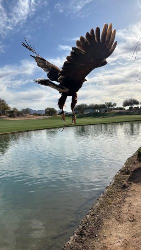 Video post from desertkingsfalconry.