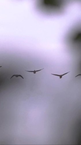 Video post from northernskiesoutfitters.