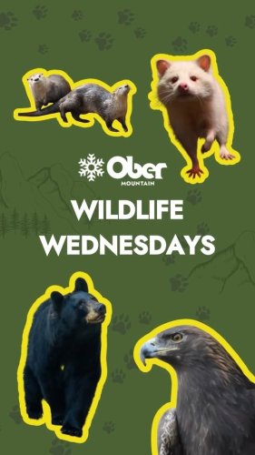 Video post from obermountain.