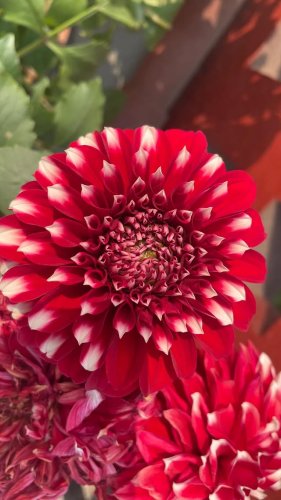 Video post from purkinje_crazyforplants.