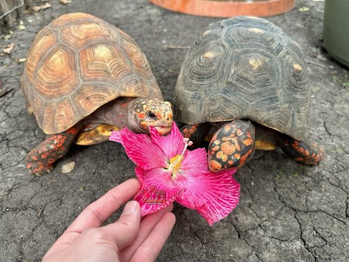 Photo post from carapacecritters.