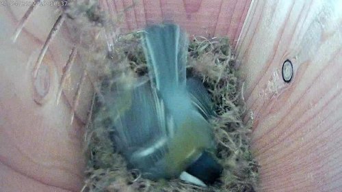 Video post from naturbutikken.dk.
