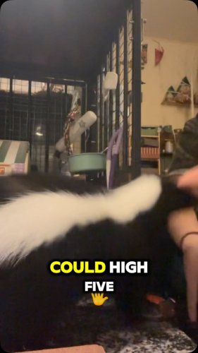 Video post from njexoticpets.