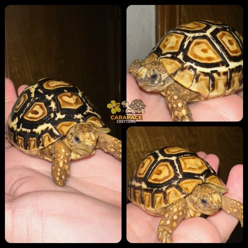 Photo post from carapacecritters.