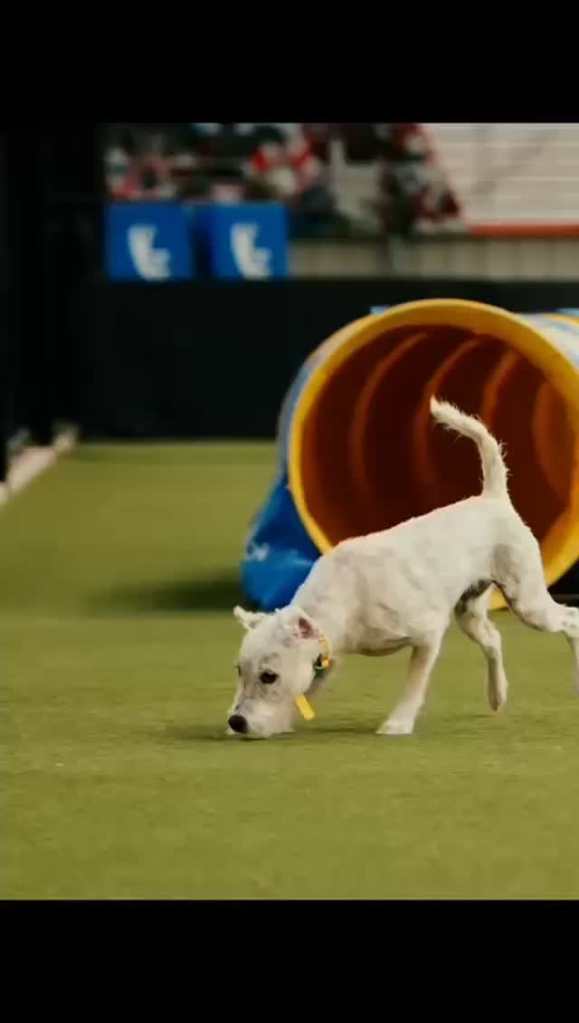 Video post from pawstrading.