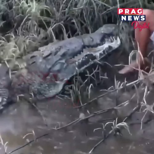 Video post from pragnewsofficial.