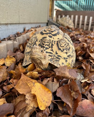 Photo post from carapacecritters.