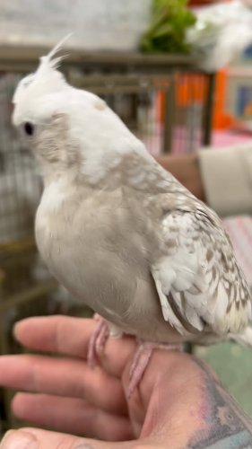 Video post from njexoticpets.