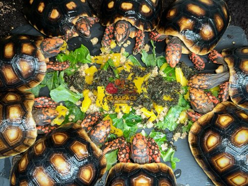 Photo post from carapacecritters.