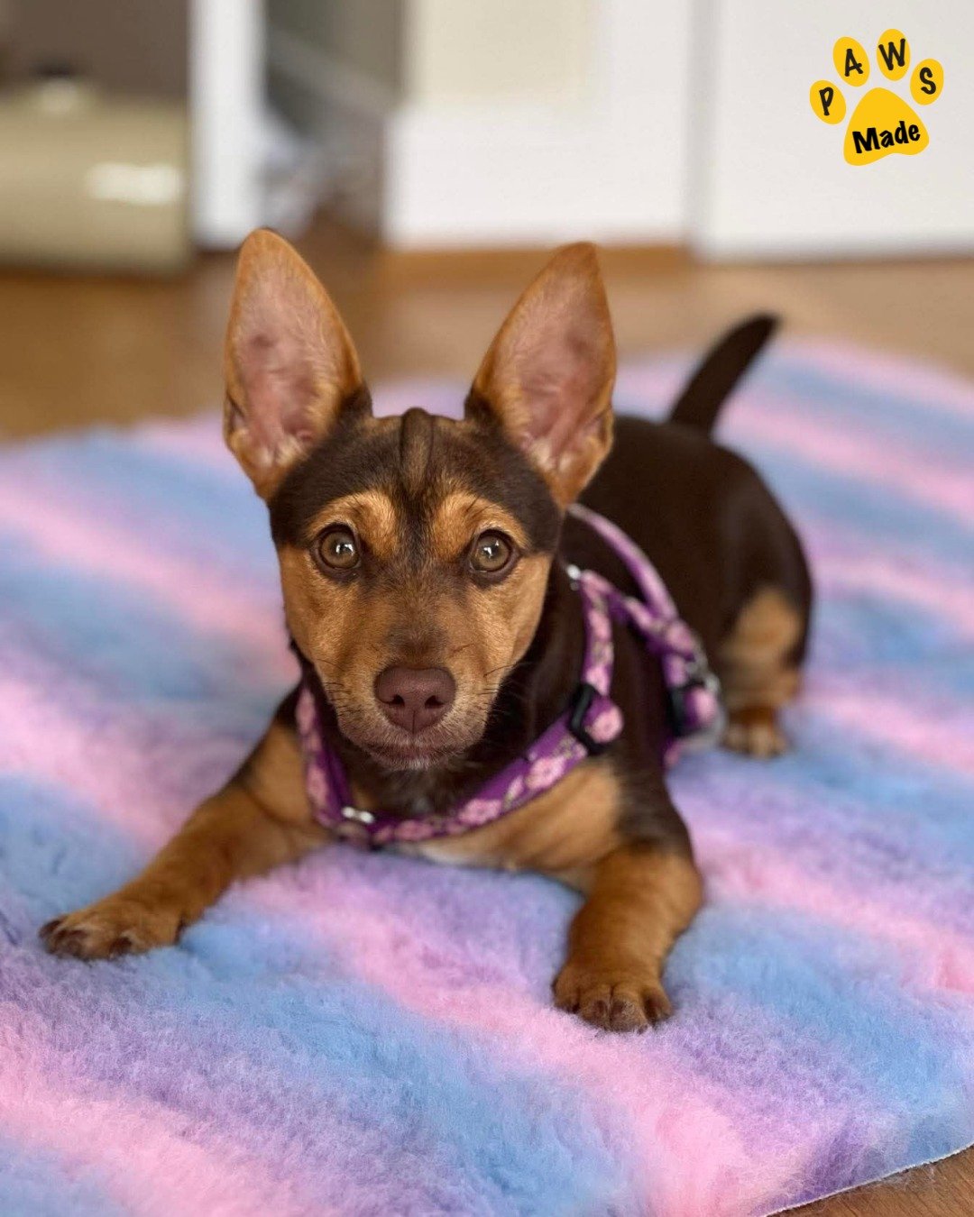 Photo post from pawstrading.