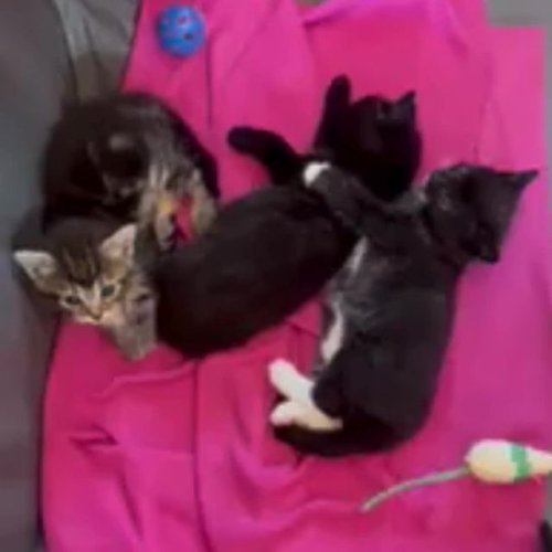 Video post from alburycity.