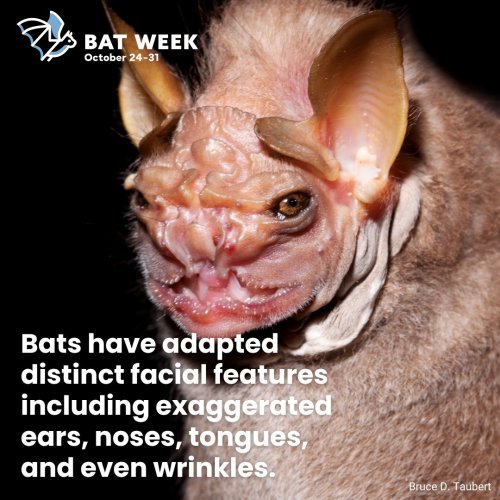 Photo post from batweek.