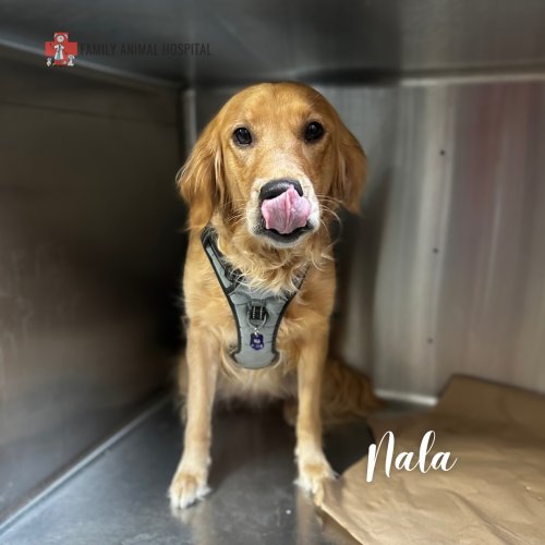 Carousel post from familyanimalhospitalcm.