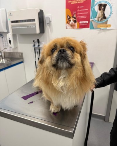 Carousel post from clinica_veterinaria_dourosul.