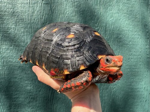 Photo post from carapacecritters.