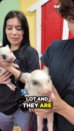 Video post from njexoticpets.