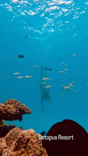 Video post from octopusresort.