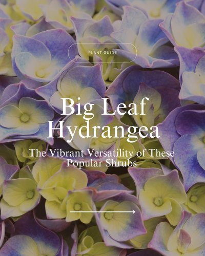 Carousel post from waysidegardens.