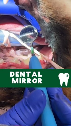 Video post from toothy.thomson.