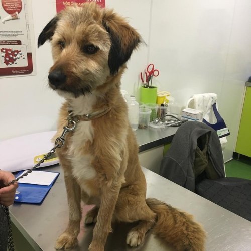 Carousel post from clinica_veterinaria_dourosul.