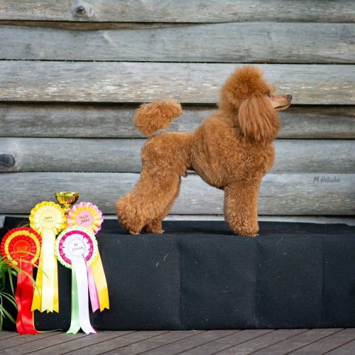 Carousel post from palmaleos.