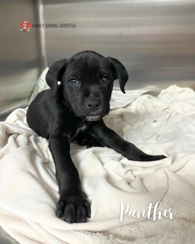 Photo post from familyanimalhospitalcm.