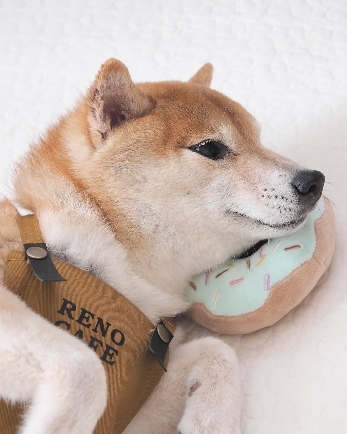 【新品】doggybox ドギーボックス　犬のおもちゃ　60個　セット ドギーボックス Doggybox 小型犬用 ペットおもちゃ - メルカリ