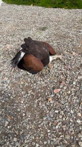 Video post from desertkingsfalconry.